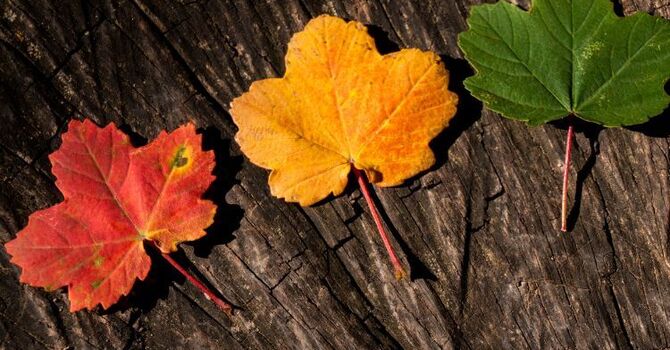How Life Transitions Therapy Helps Making Sense of Loss and Change