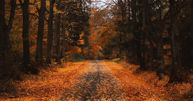 Autumn, Memories and the Harvest of Grief image